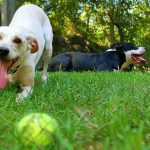 Giocare con il cane, lo rende più sano ed equilibrato