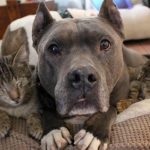 Due pitbull fanno da mamma a dei gattini ciechi