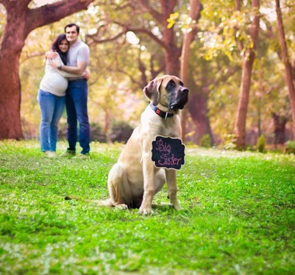 Their dog. Фотосессия беременной собаки. Фотосессия беременных с собакой. Фотосессия беременных с мужем и собакой. Беременная девушка с собакой.